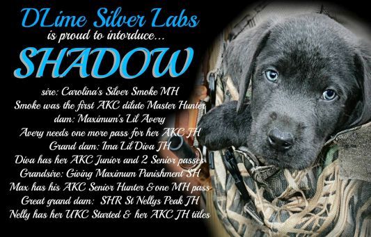 Mr. SHADOW - Charcoal Lab STUD @ DLR Silver Labs